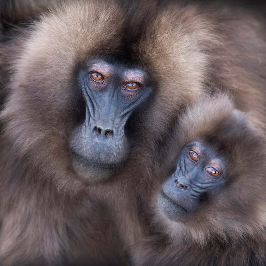 Gelada baboons from Ethiopia’s Simien Mountains