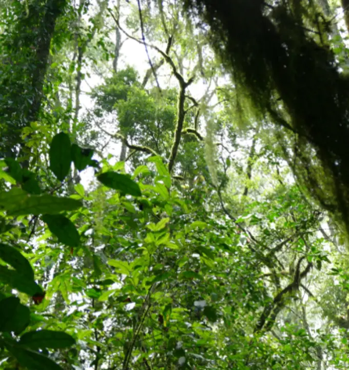 Menagesha National Forest Day Trip - Capture the beauty of Menagesha forest and immerse yourself in nature.