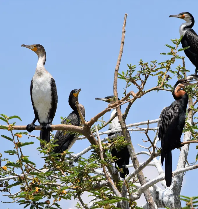 Lake Ziway Boat Ride & Birdwatching Experience - Discover Ethiopia’s Lake Ziway with birds, boats, and local traditions.