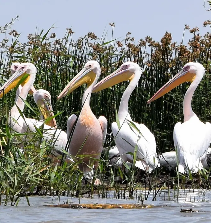 14-Days Ethiopia Bird Watching Tour - Discover Ethiopia’s endemic bi...