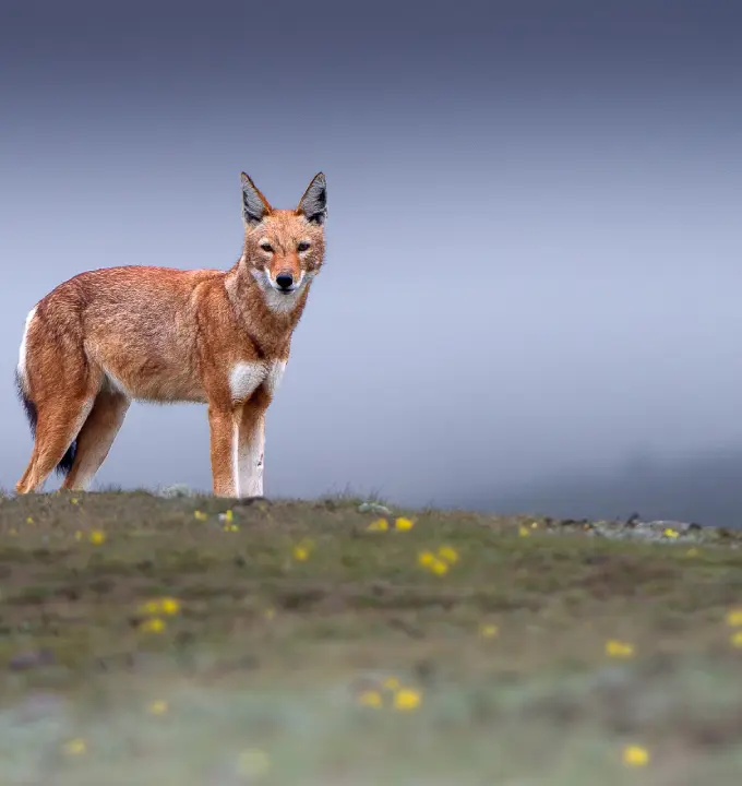 15-Days Tour to Awash Safari , Harar & Northern Wonders Tour - Experience Ethiopia’s northern wonders, Awash safari, and Harar markets in 15 da...