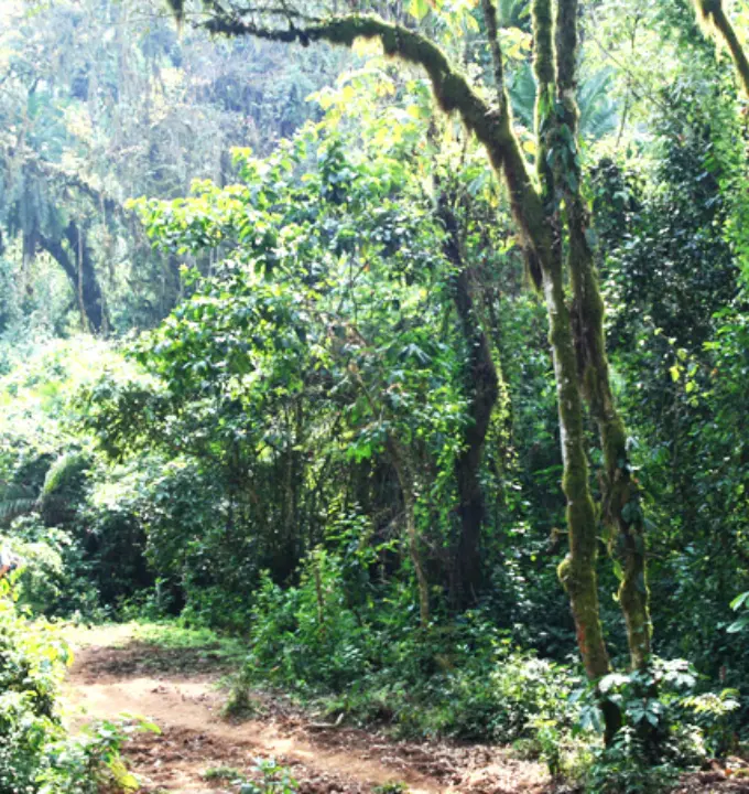 13-Day Coffee & Tea Immersion in Ethiopia - Walk through ancient wild coffee forests and taste beans picked straight from na...