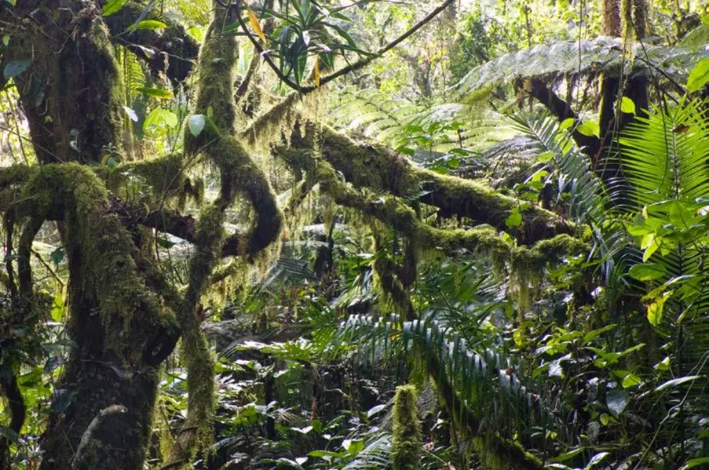 12-Days Bale Mountains & Southern Ethiopia Adventure