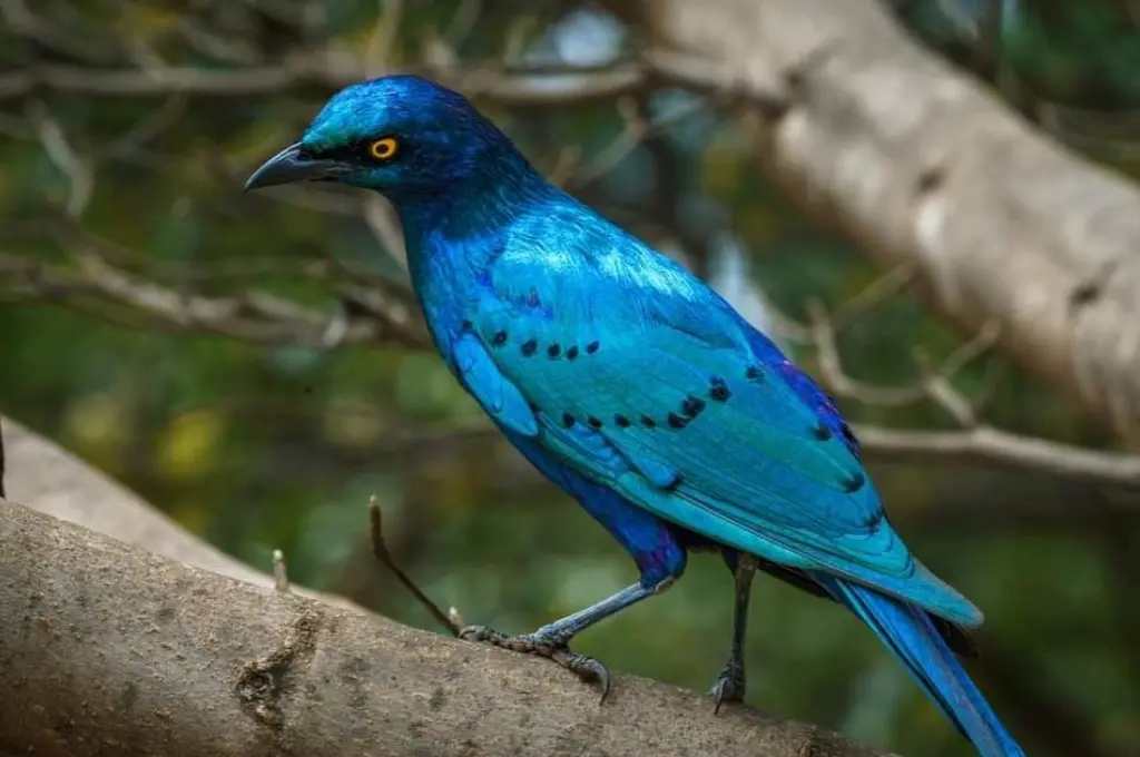 14-Days Ethiopia Bird Watching Tour